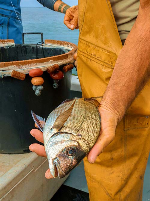 Pêche locale à la ligne à Carqueiranne — poissons frais livrés chaque matin au restaurant L'Aventure Pêcheur de Carqueiranne tenant une daurade fraîche pêchée à la ligne sur son bateau — arrivage direct au restaurant L'Aventure
